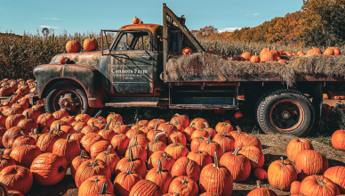 October pumpkin patch